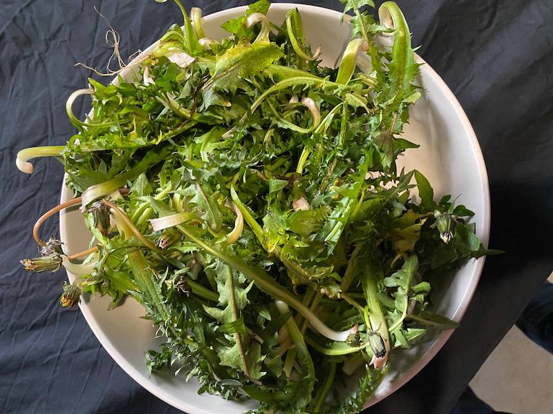 Greek Radiki/Chicory 500 Seeds Perennial Mediterranean Eatable Leaf Green Plant 